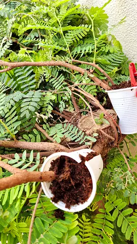 Tamarind tree healthy for marcoting