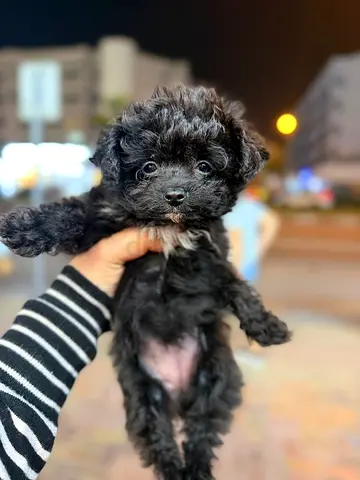 Playful Black Puppy Looking for a Loving Home