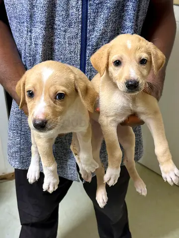 Two young mixed-breed puppies looking for loving homes