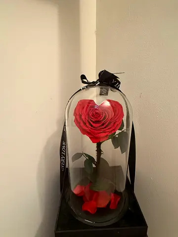 Preserved rose heart shaped glass cased