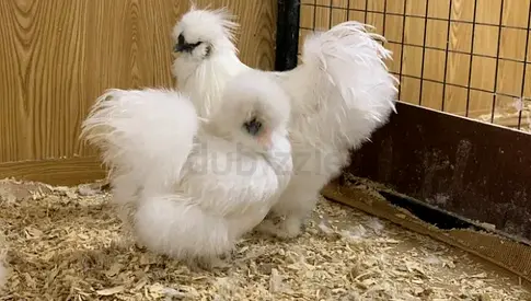 Fluffy Silkies for Adoption