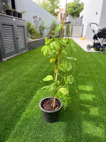 Potted climbing passion fruit vine - healthy garden plant