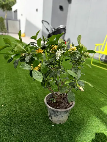 Healthy Potted Gardenia with Blooming Flowers