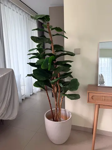 Indoor Fiddle Leaf Fig Plant with Pot