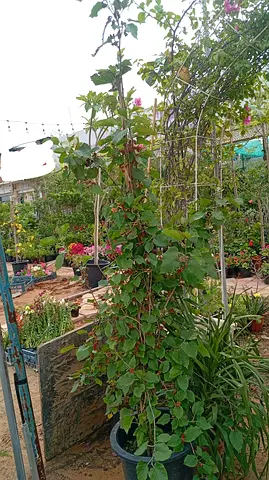 Thai Mulberry tree with fruits