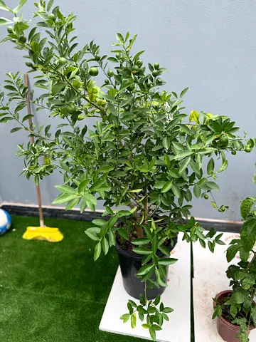 Selling my potted lime tree with developing fruit