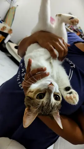 Im rehoming my affectionate tabby-and-white cat