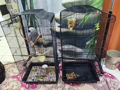 Different size birds cage