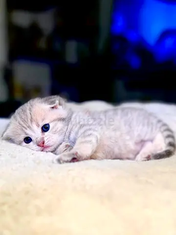 Trained, Calm, and healthy, Scottish fold kittens looking for a loving home