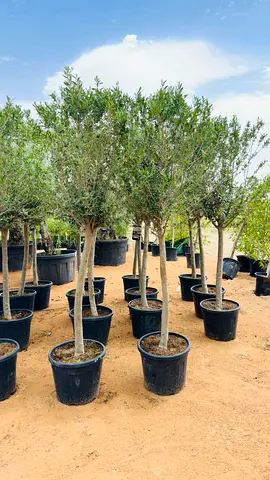 Beautiful Olive Trees for Sale