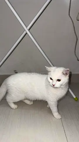 FREE ADOPTION Adopt two brothers ( Ash  coconut )