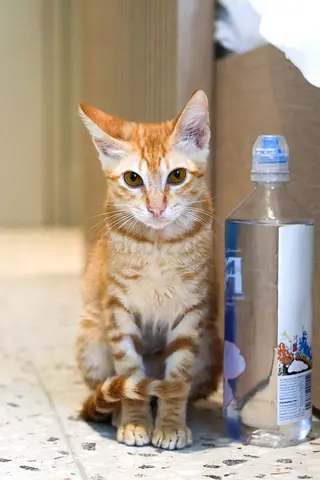 Kittens for adoption