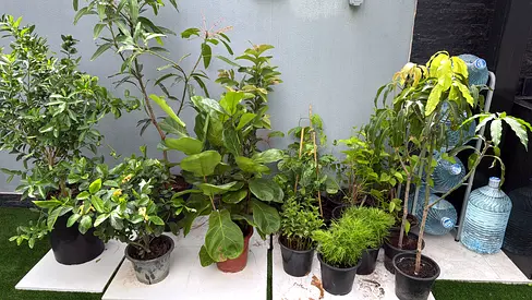 Assorted healthy tropical fruit potted plants (indoor  outdoor)