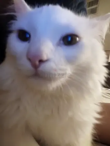 Free adoption fro my cat