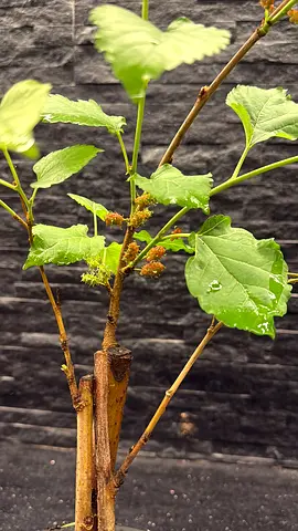 Live plant cuttings — healthy green stems, ready to pot Thai mulberry tree