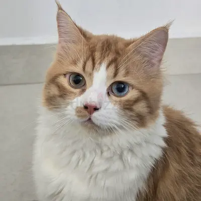 Looking for a loving home for this adorable cat