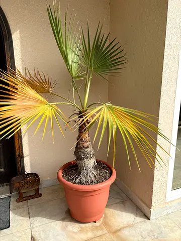 Potted palm tree - healthy small palm for balcony or patio