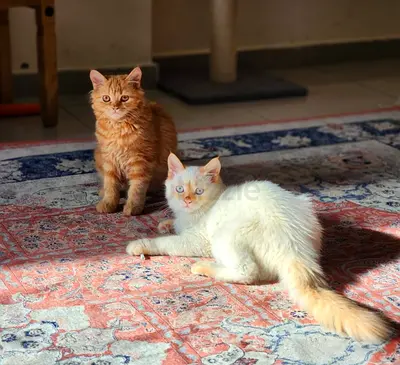 Bonded cats pair for adoption