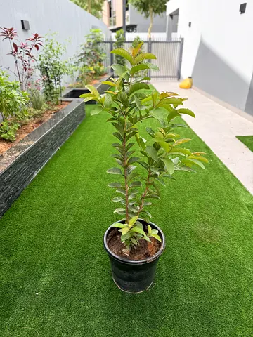 Young healthy potted Thai red guava tree