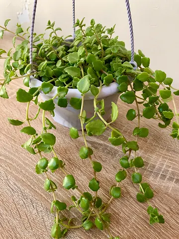 Tangled heart small hanging