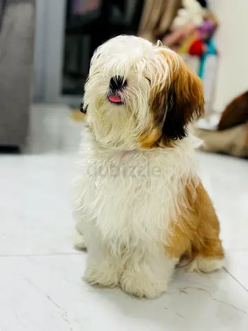Sweet Shih Tzu Puppy Looking for Loving Home