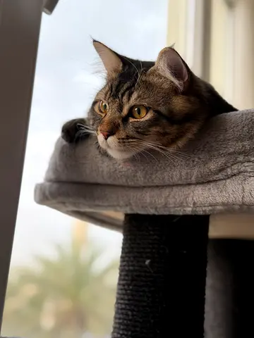 1 Year Old Male Cat Free Adoption