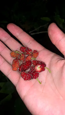 Mulberry tree with fruits on it