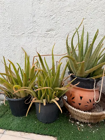 Healthy Aloe Vera Plants - Multiple Potted take all