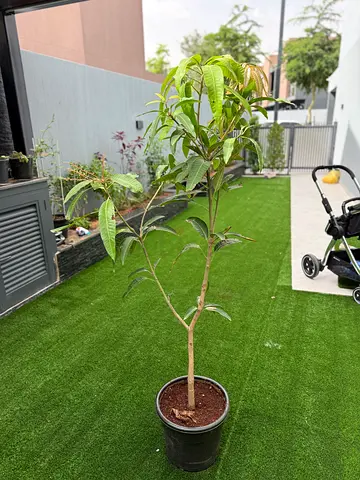 Young potted Egyptian mango tree (approx. 1.5m) - ready to plant