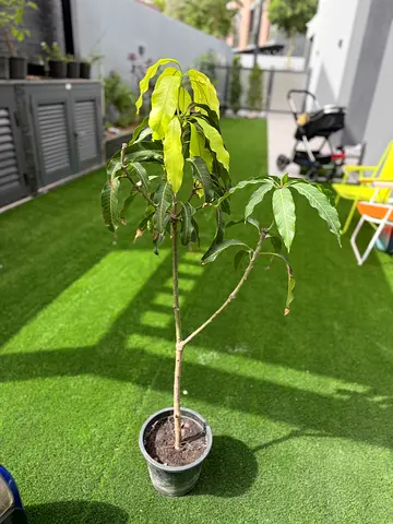 Young Potted thai Mango Tree — Ready to Plant