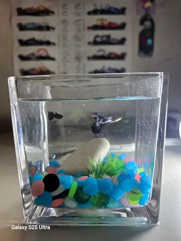 Small Aquarium with Fish and Decorative Stones which includes 2 fish