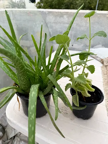 Aloe vera + small potted oregano — 2 healthy indoor plants