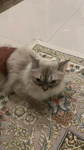 قط لتيني مجاني cat for adoption (free)