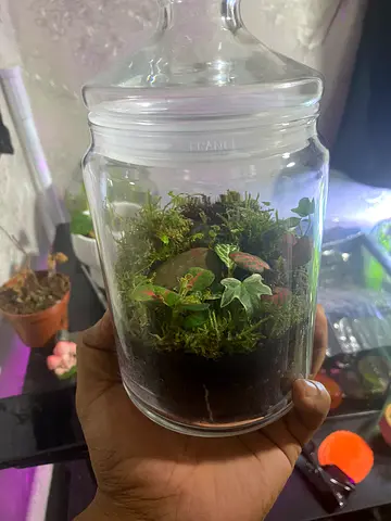 Small glass jar terrarium with live moss and plants