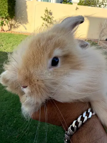 Lion head babies bunnies