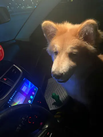 Akitaxchow chow  -  Rehoming my dogcalm and car-friendly