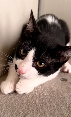 3 months old male playful, healthy and litter trained