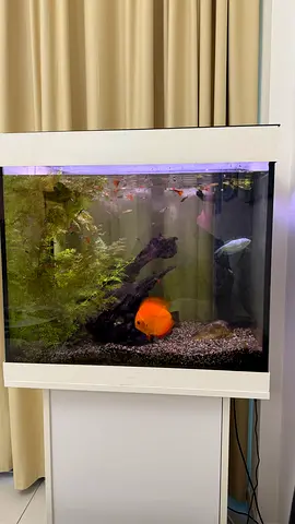 Aquarium for sale with fishes