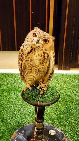 Live Bird Display for Rent – Falcon, Owl  Harris Hawk with Falconer | Events Abu Dhabi