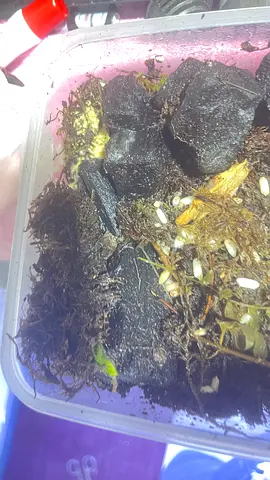 Springtails culture for terrariums