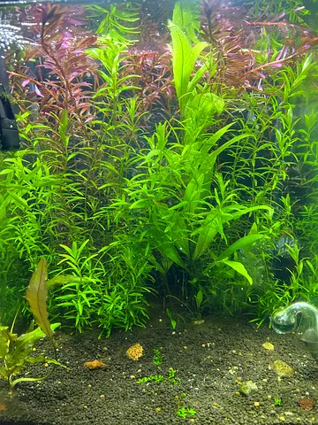 Beautiful Planted Aquarium Set – Ready to Use (30×30×30 cm) urgent sale….