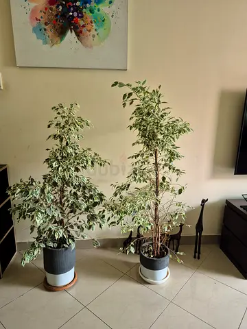 Beautiful Real Indoor Plants for Sale - Benjamin Ficus Twilight