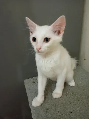 White kitten (~3 months) — friendly and playful, rehoming