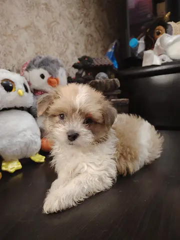 Fluffy small puppy looking for a home