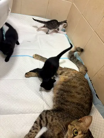 7 WEEK OLD KITTENS UP FOR ADOPTION