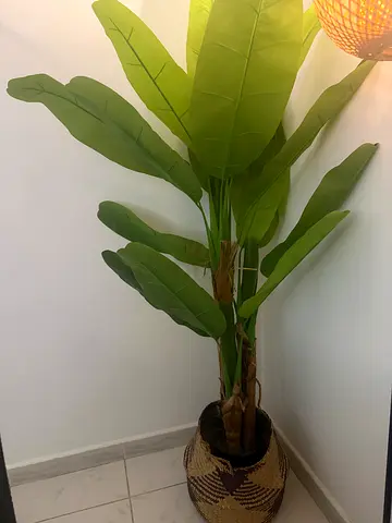 Banana tree