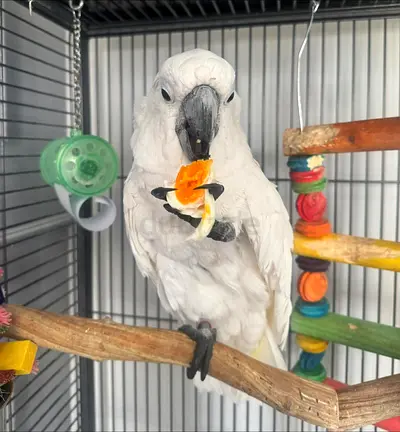 A playful femal hand raised umbrella cockatoo.