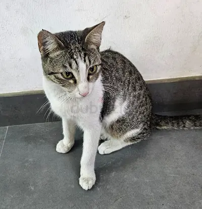 Young tabby-and-white kitten for adoption