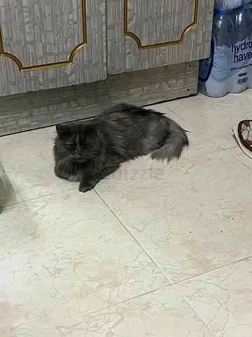 Friendly long-haired grey cat — looking for a home