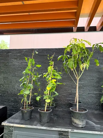 Collection of potted passion fruit climbers and small Thai mango tree — ready to replant